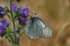 Macro01 Macro01