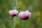 Tulipani viola
