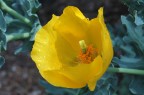 Papavero giallo