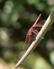 Libellula Rossa