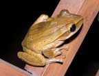 Rana verde Rana verde