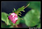 Bocciolo di rosa Bocciolo di rosa