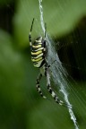 Argiope bruennichi, un ragno bellissimo