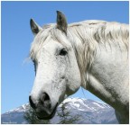 Il mio stallone. Ciao a tutti Alex.