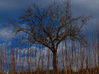 red tree
