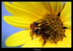 Yellow#2 Yellow#2
