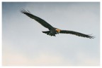 Falco di palude Falco di palude
