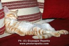 TIGRO come dorme una belva feroce !!! TIGRO come dorme una belva feroce !!!