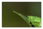 Lingua verde