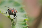 the Fly