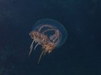 Medusina in movimento Medusina in movimento