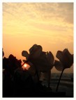 Flowers and sun Flowers and sun