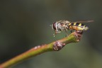 l'anziano flautaio