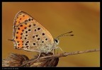 Lycaena thersamon