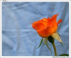 Per te.... Per te....