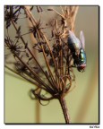 The Fly