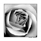 Fiore Fiore