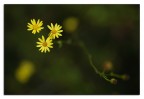 nell'ombra nell'ombra
