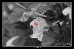 - red - - red -