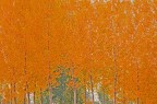 Colori d' autunno Colori d' autunno