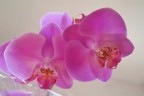 Orchidee