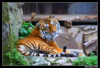 Tiger Tiger