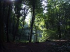 il bosco incantato... il bosco incantato...