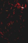goldfish goldfish