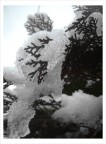 neve sui rami neve sui rami