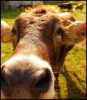 Muuuuuuuuuu Muuuuuuuuuu