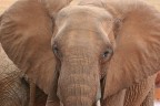 Elefante1 Elefante1