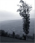 Albero solitario Albero solitario