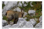 Camoscio d'Abruzzo Camoscio d'Abruzzo