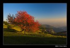 Colori d'Autunno (Colle Moschin) Colori d'Autunno (Colle Moschin)