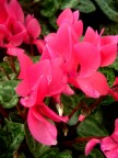 ciclamini ciclamini