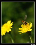 Sul Fiore