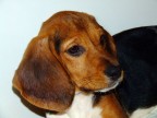 Cucciola... Cucciola...