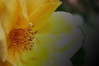 Fiore Giallo Fiore Giallo