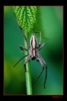 aracnide aracnide