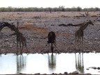 Giraffe assetate Giraffe assetate