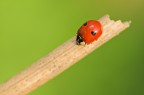 natura minimale natura minimale