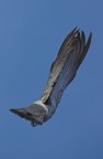 stop that pigeon stop that pigeon