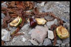 Castagne #2