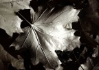 Foglie in BW