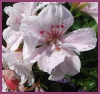 Cittadina di Honflouer, Normandia, Francia... con l'arrivo del temporale, l'estate � finita...