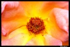 Natura Natura