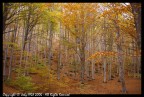 faggeta autunnale faggeta autunnale