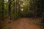 viale nel bosco viale nel bosco