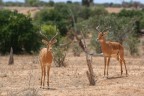Impala