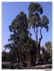 Splendido albero secolare. Splendido albero secolare.